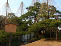 唐崎松
