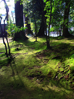 苔の坂道