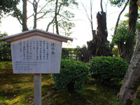 桂の木