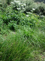 高山植物も見えるように