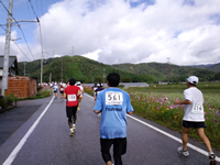 川岸に咲くコスモス