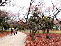 紅葉たけなわの城内