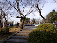 第1駐車場の奥に駐輪