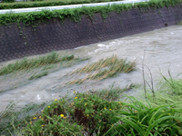 家の近くの川も大変な増水に