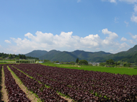 6月29日は大原三千院へ