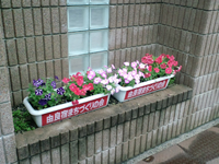 民家の軒先にもきれいな花が