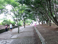 お台場公園から海へ