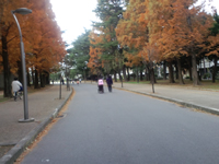 紅葉の道を通り最後の直線へ